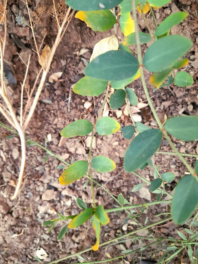 Astragalus askius photo 6