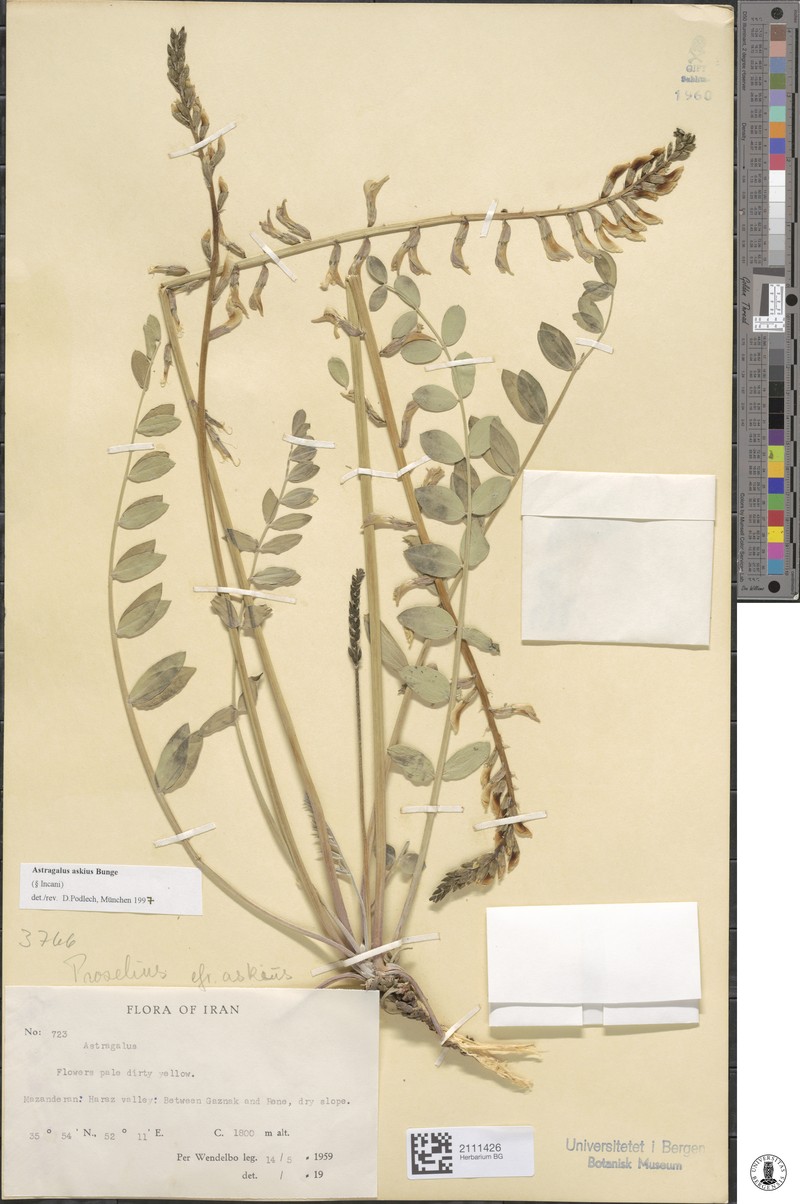 Astragalus askius