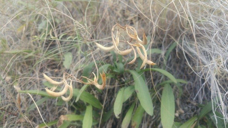 Astragalus asotinensis