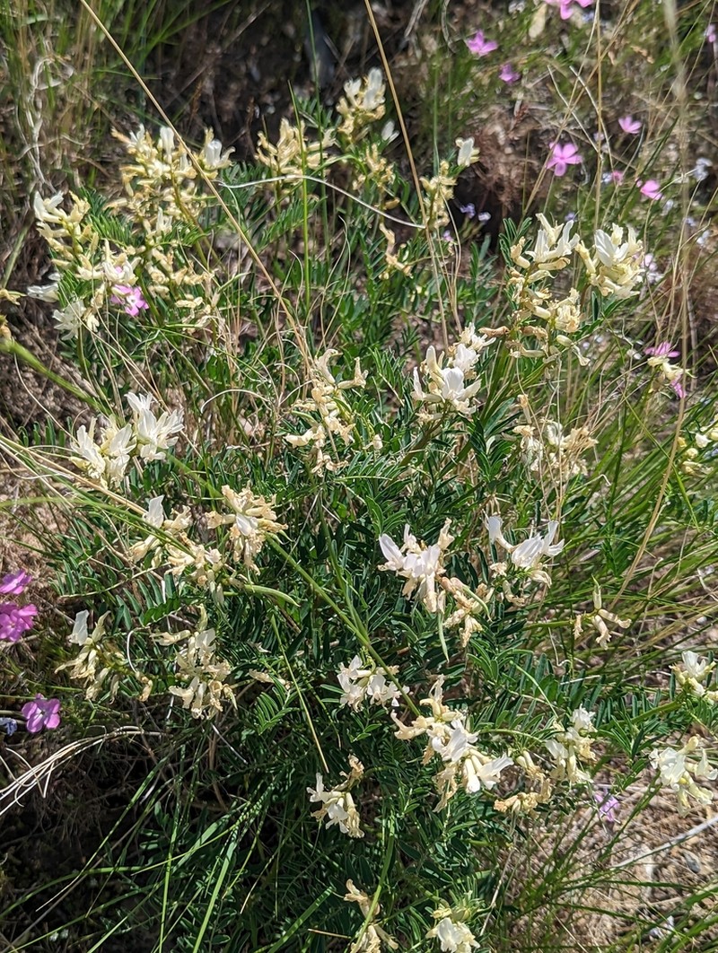 Astragalus asotinensis photo 4