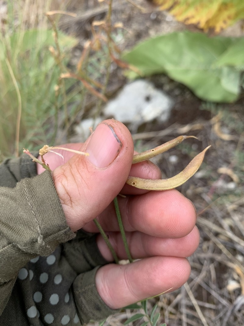 Astragalus asotinensis photo 5