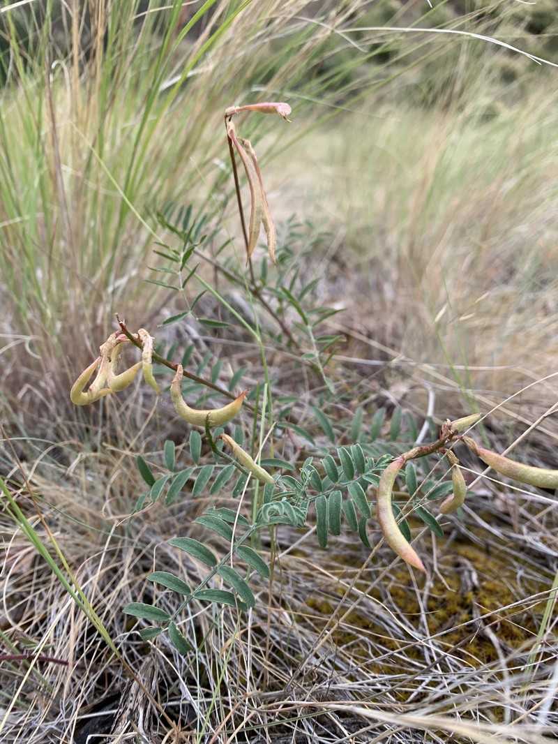 Astragalus asotinensis photo 7