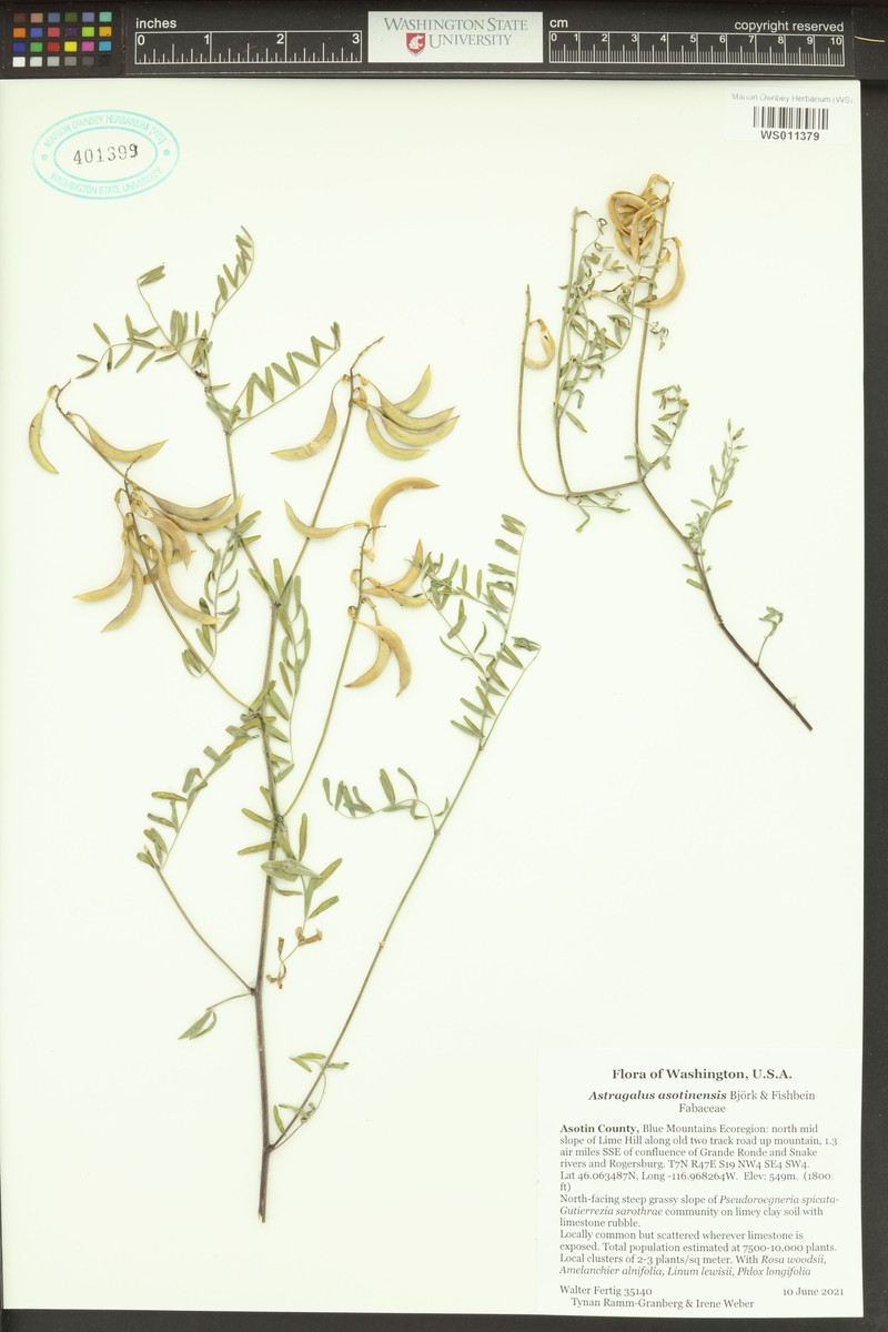 Astragalus asotinensis