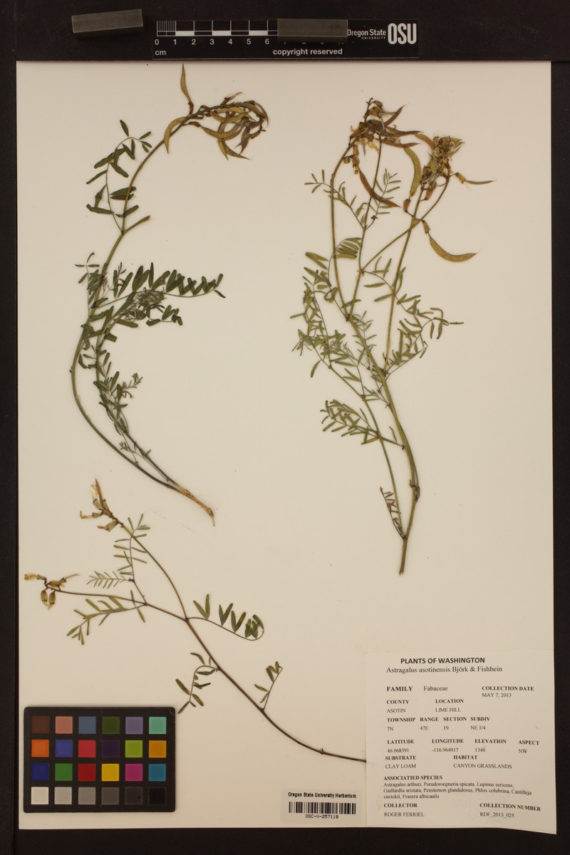 Astragalus asotinensis photo 2
