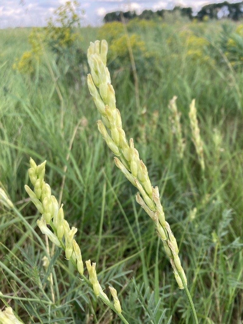 Astragalus asper