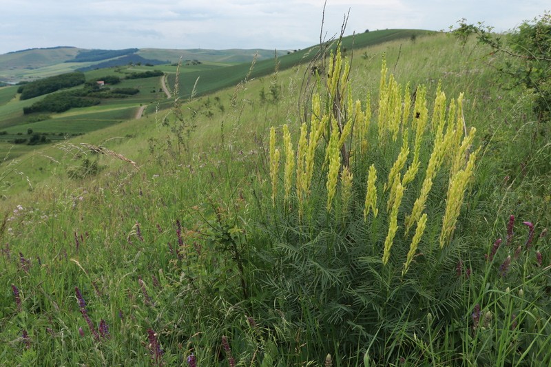 Astragalus asper photo 2