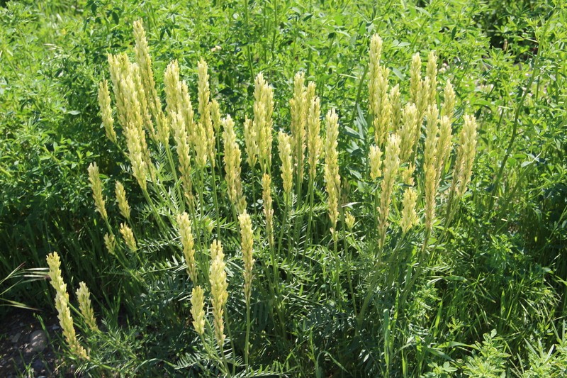 Astragalus asper photo 3
