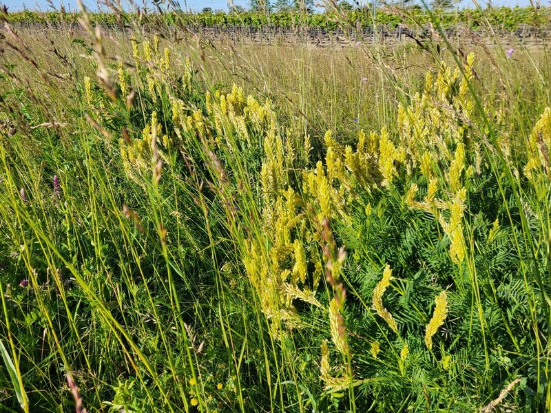 Astragalus asper photo 4