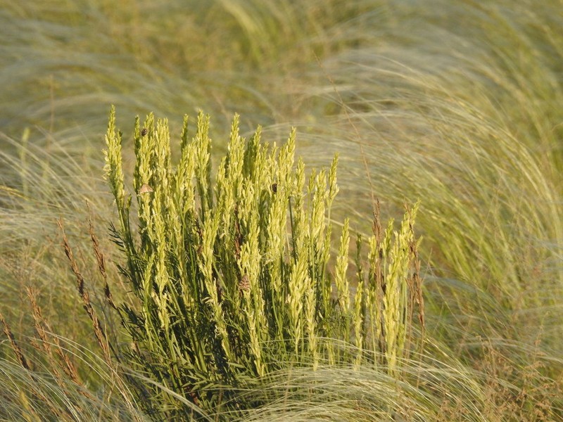 Astragalus asper photo 5