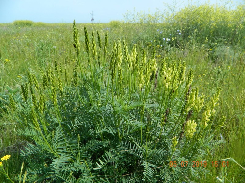 Astragalus asper photo 6