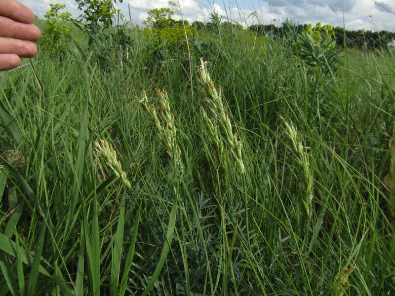 Astragalus asper photo 7