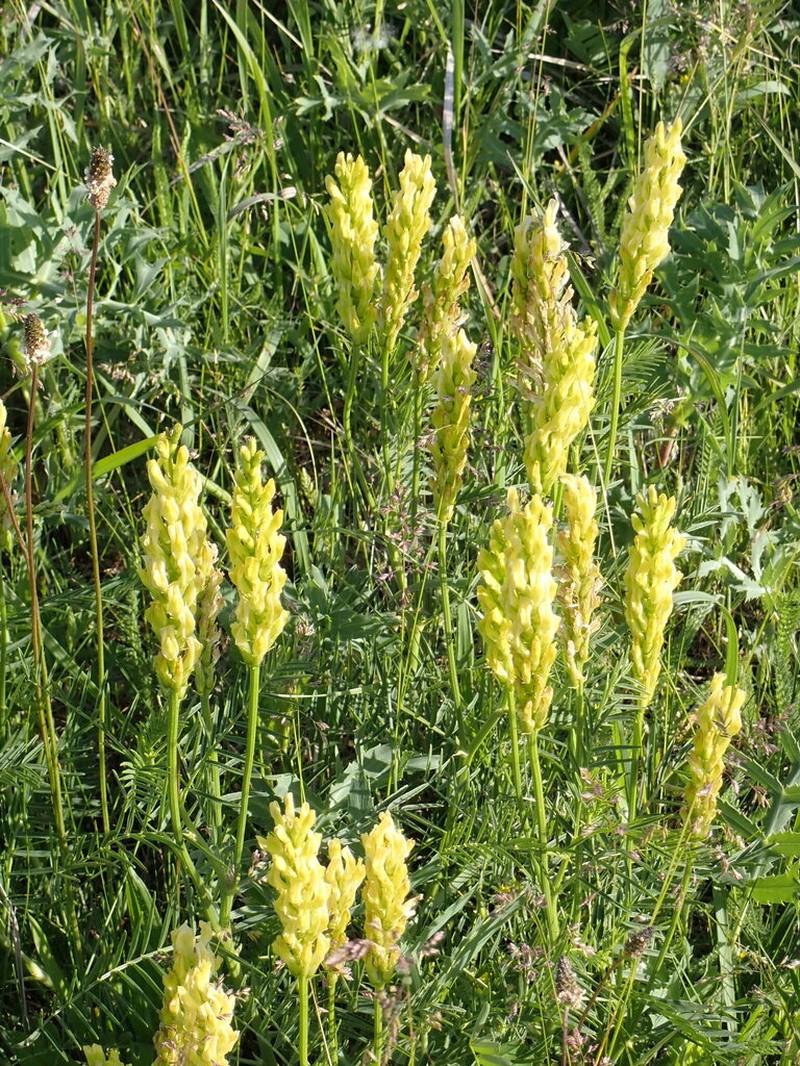 Astragalus asper photo 8