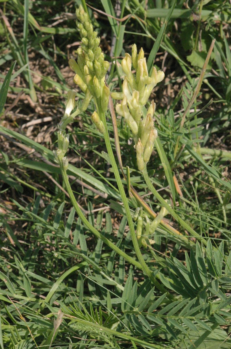 Astragalus asper