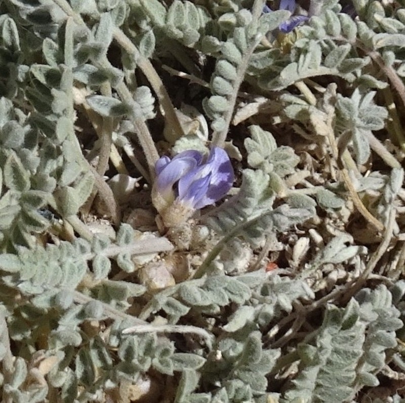 Astragalus asplundii