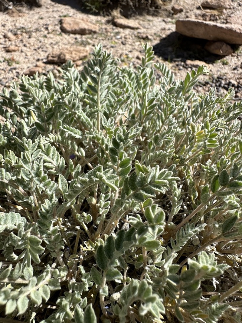 Astragalus asplundii photo 2