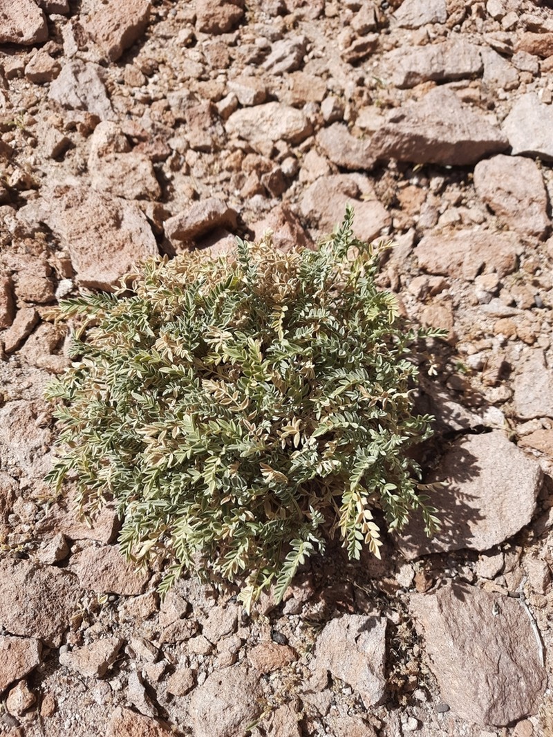 Astragalus asplundii photo 3