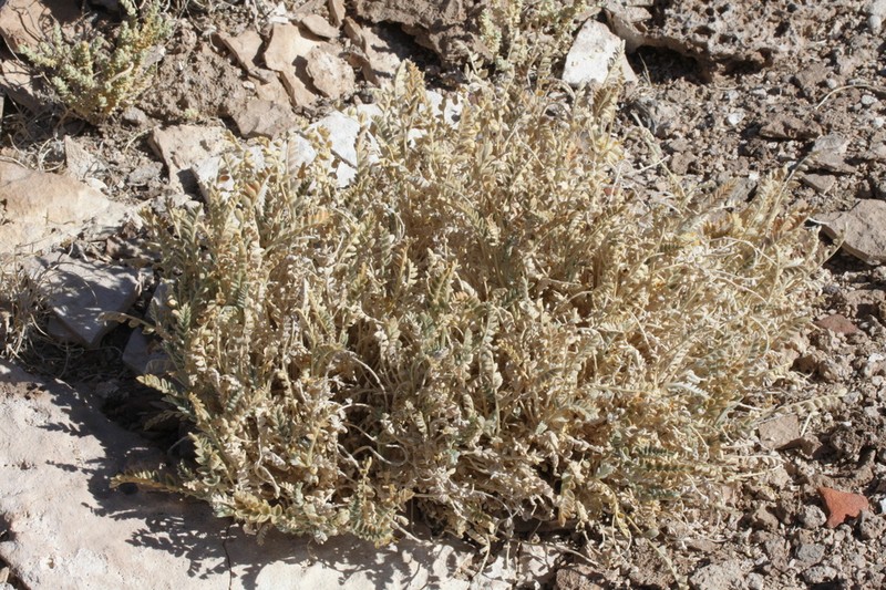 Astragalus asplundii photo 4