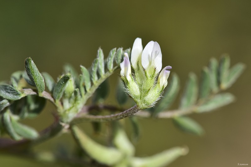 Astragalus asterias photo 2
