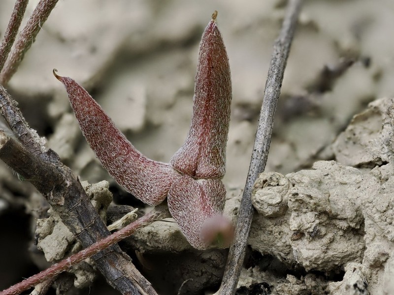 Astragalus asterias photo 3