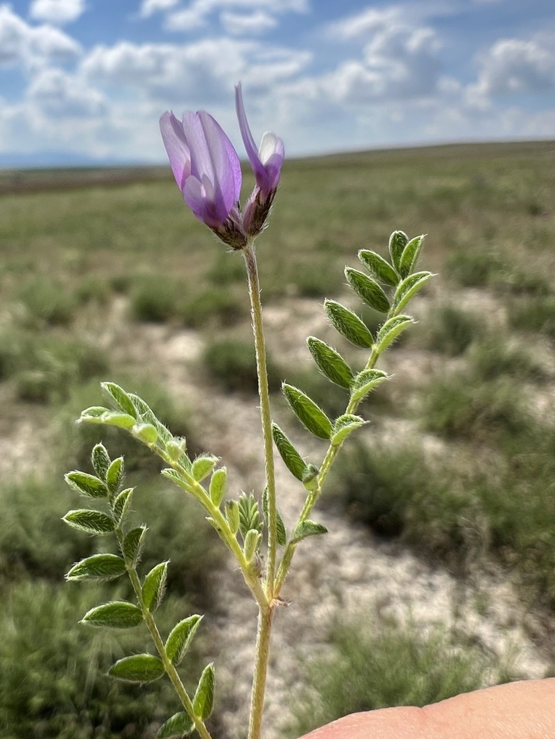 Astragalus asterias photo 4