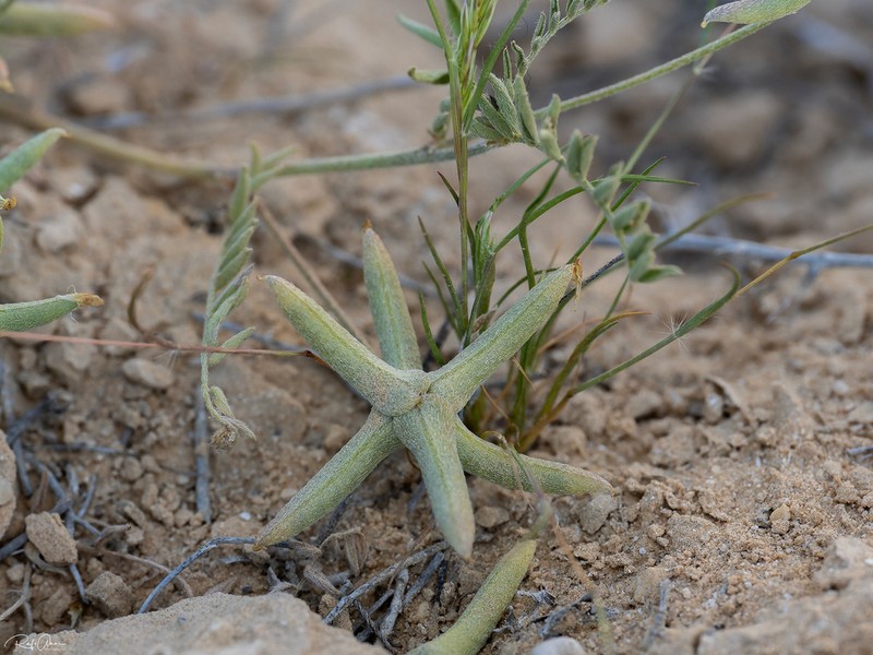 Astragalus asterias photo 5