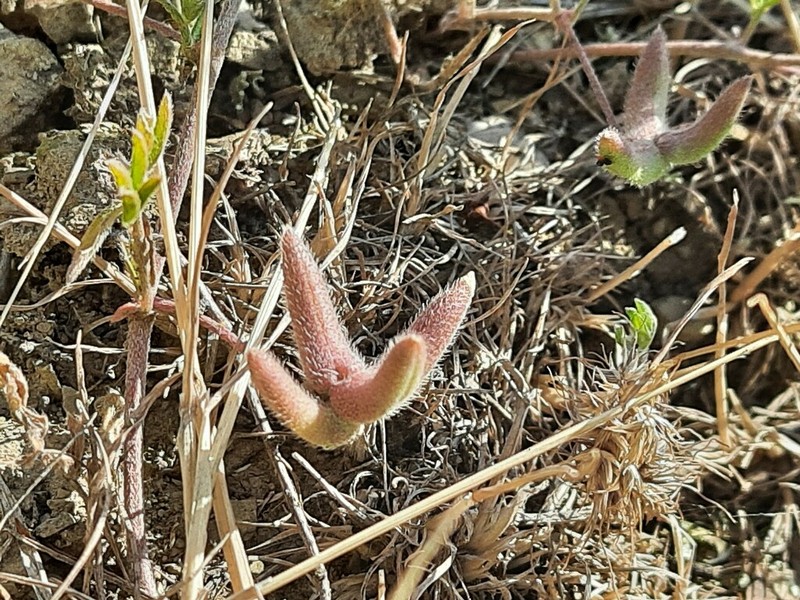 Astragalus asterias photo 6