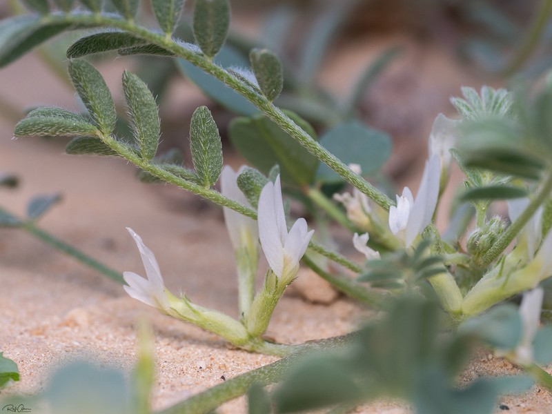 Astragalus asterias photo 7