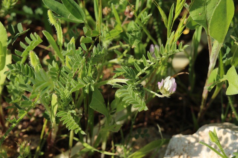 Astragalus asterias photo 8