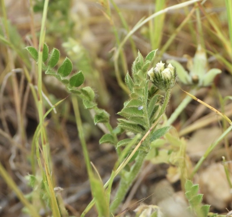Astragalus asterias photo 2