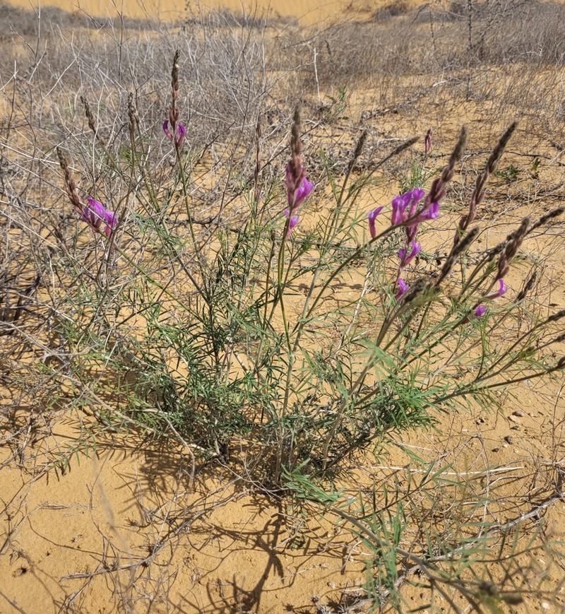 Astragalus astrachanicus photo 2