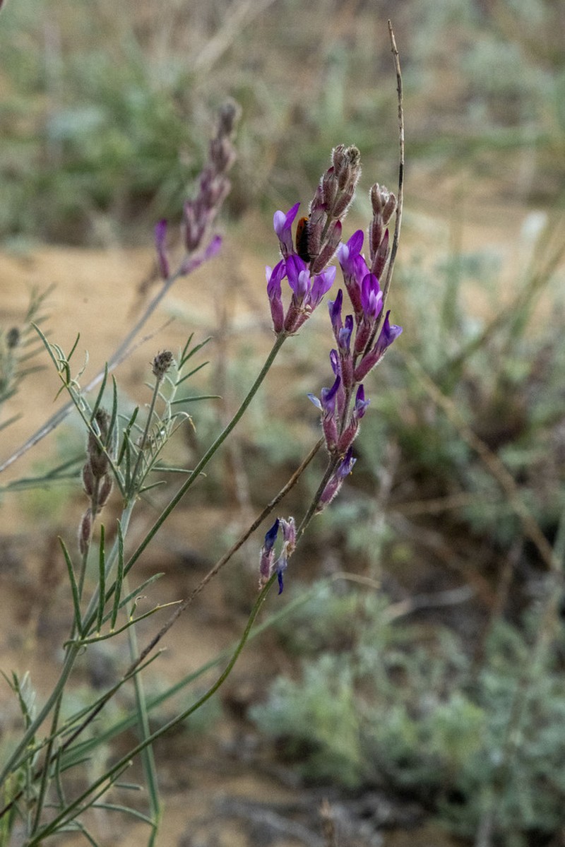 Astragalus astrachanicus photo 3