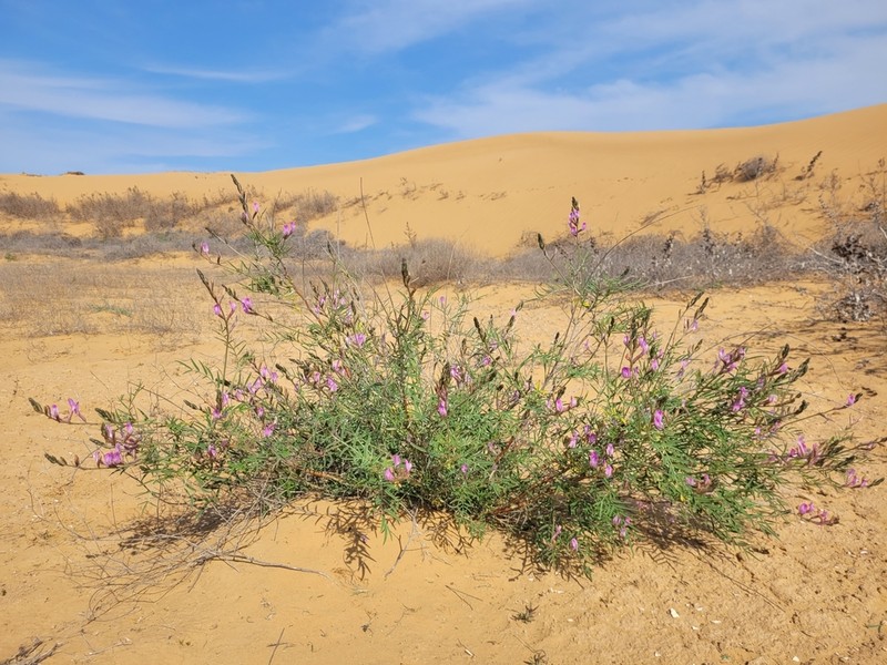Astragalus astrachanicus photo 4