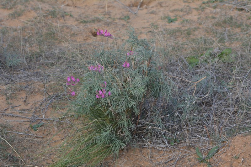 Astragalus astrachanicus photo 5