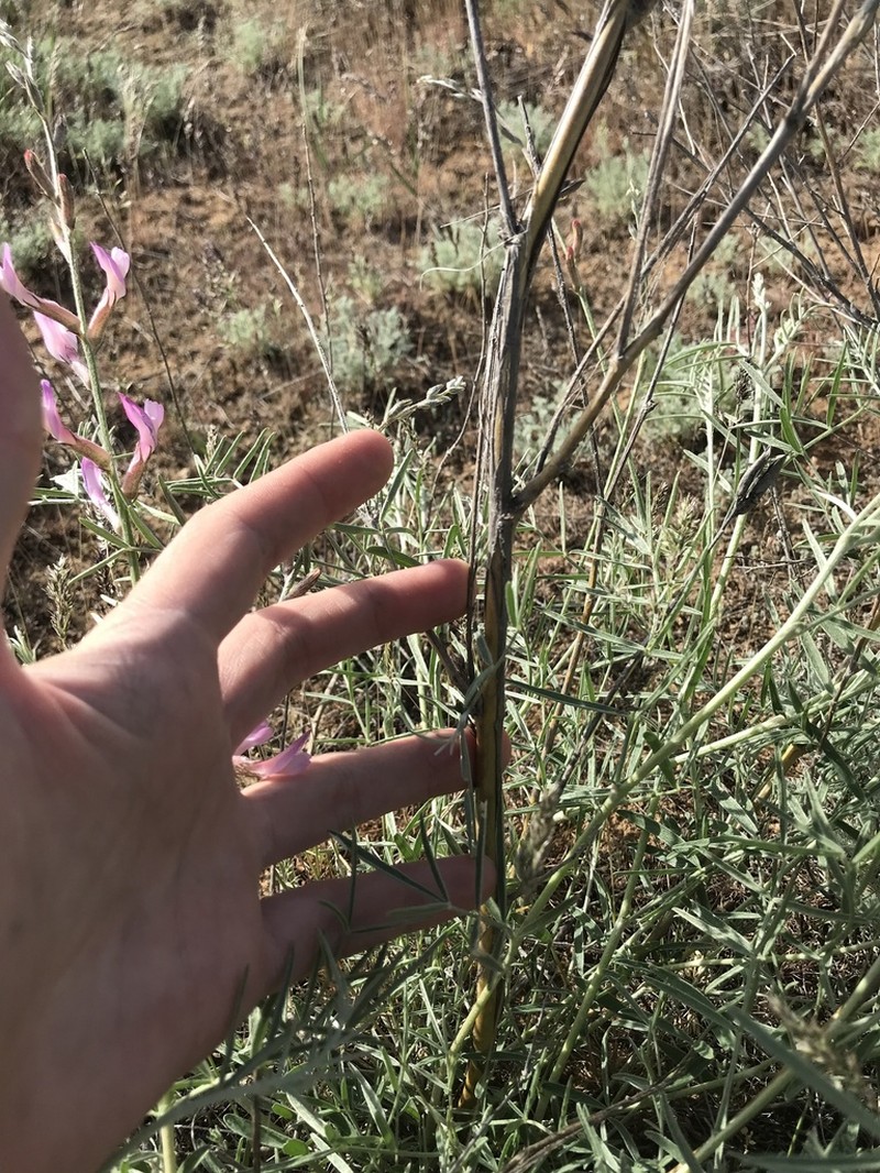 Astragalus astrachanicus photo 6