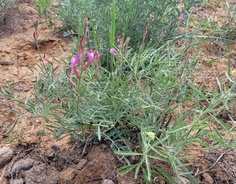 Astragalus astrachanicus photo 7
