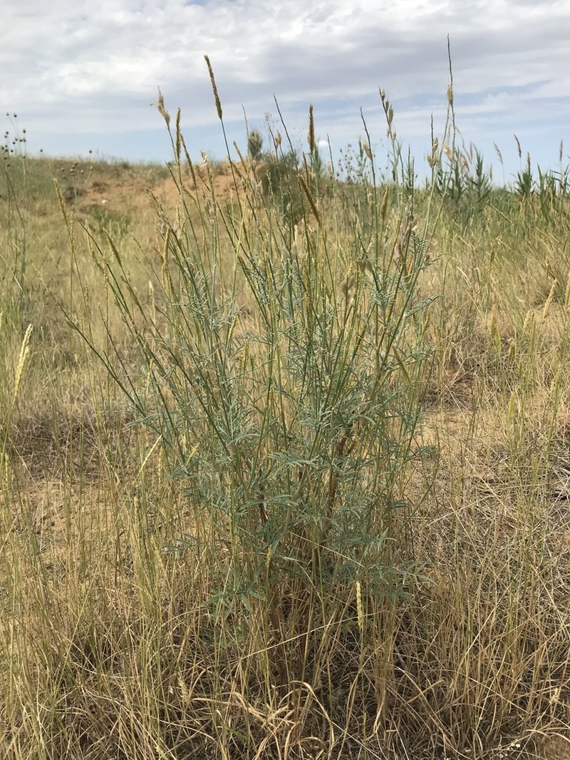 Astragalus astrachanicus photo 8
