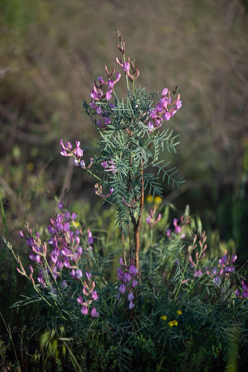 Astragalus astrachanicus