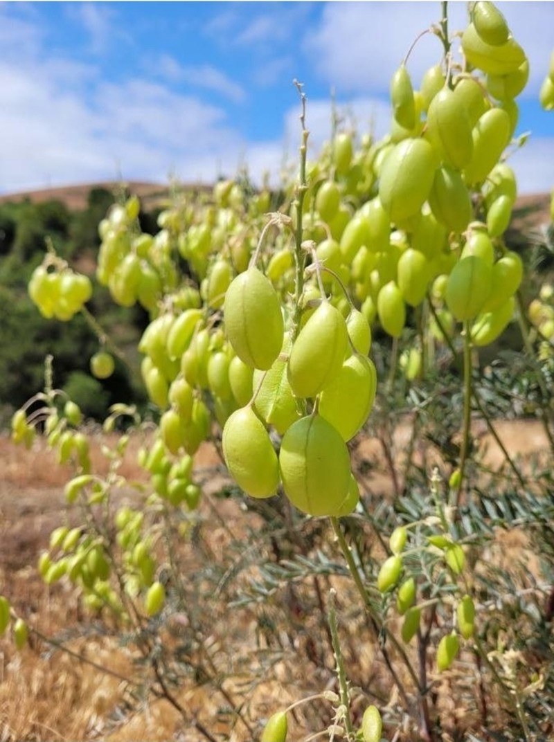 San Joaquin Milkvetch photo 4