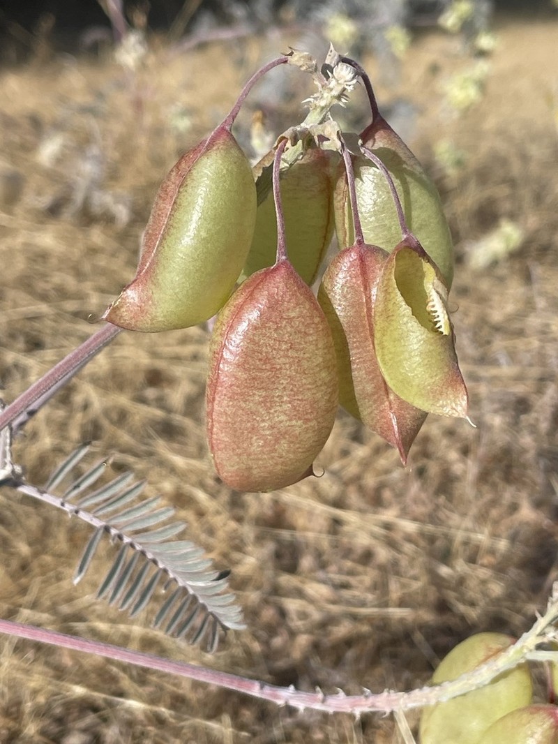 San Joaquin Milkvetch photo 5