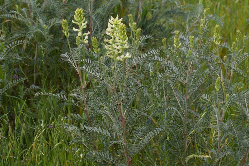 San Joaquin Milkvetch photo 6