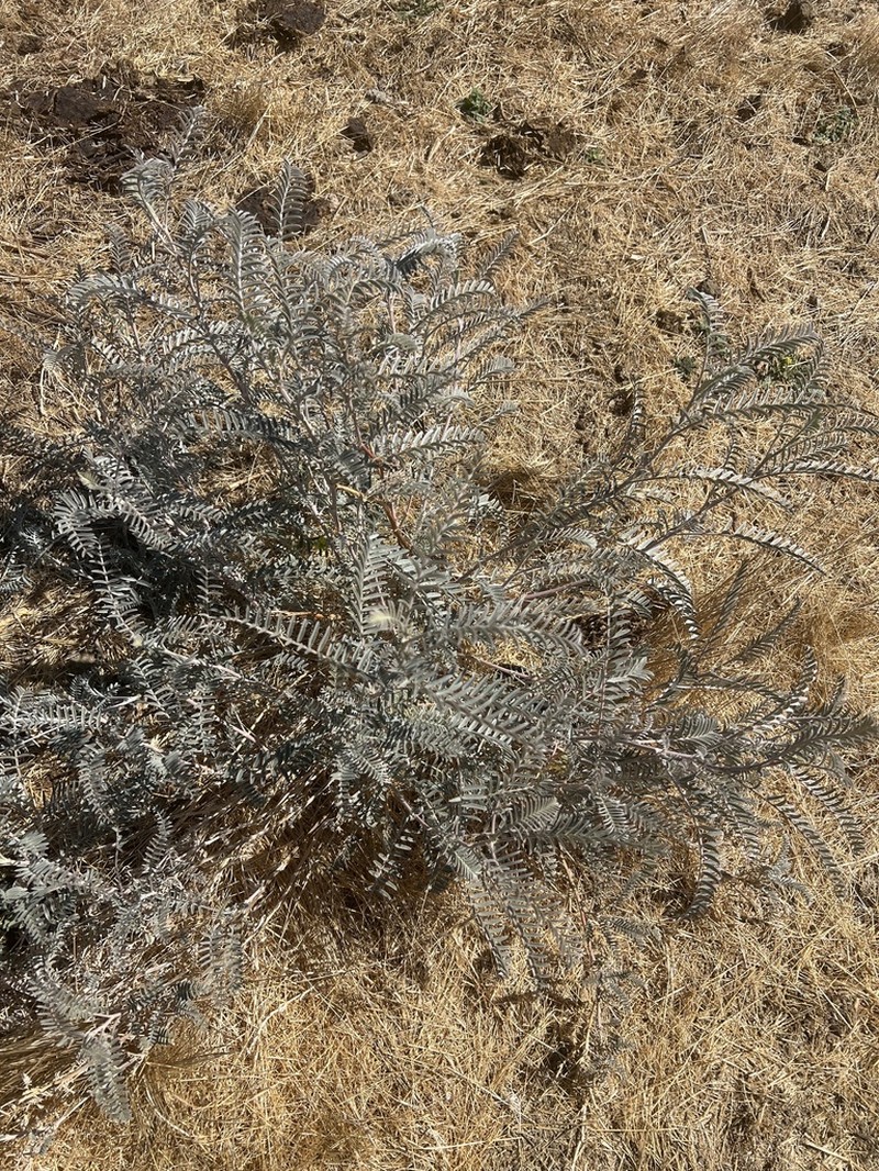 San Joaquin Milkvetch photo 7