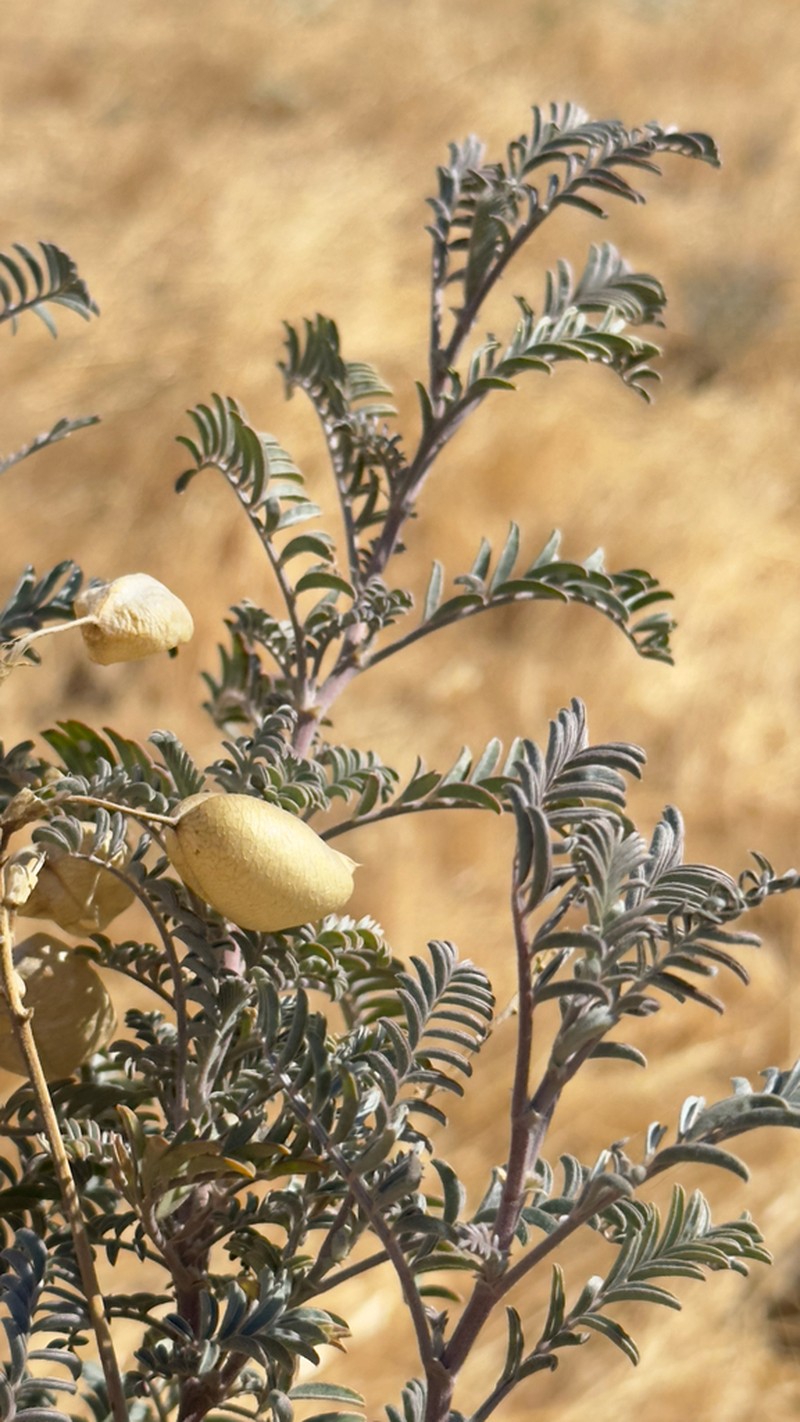 San Joaquin Milkvetch photo 3