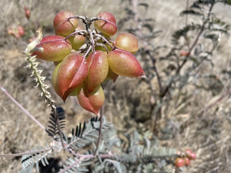 San Joaquin Milkvetch photo 4