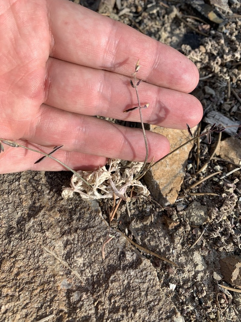 Mourning Milkvetch photo 2