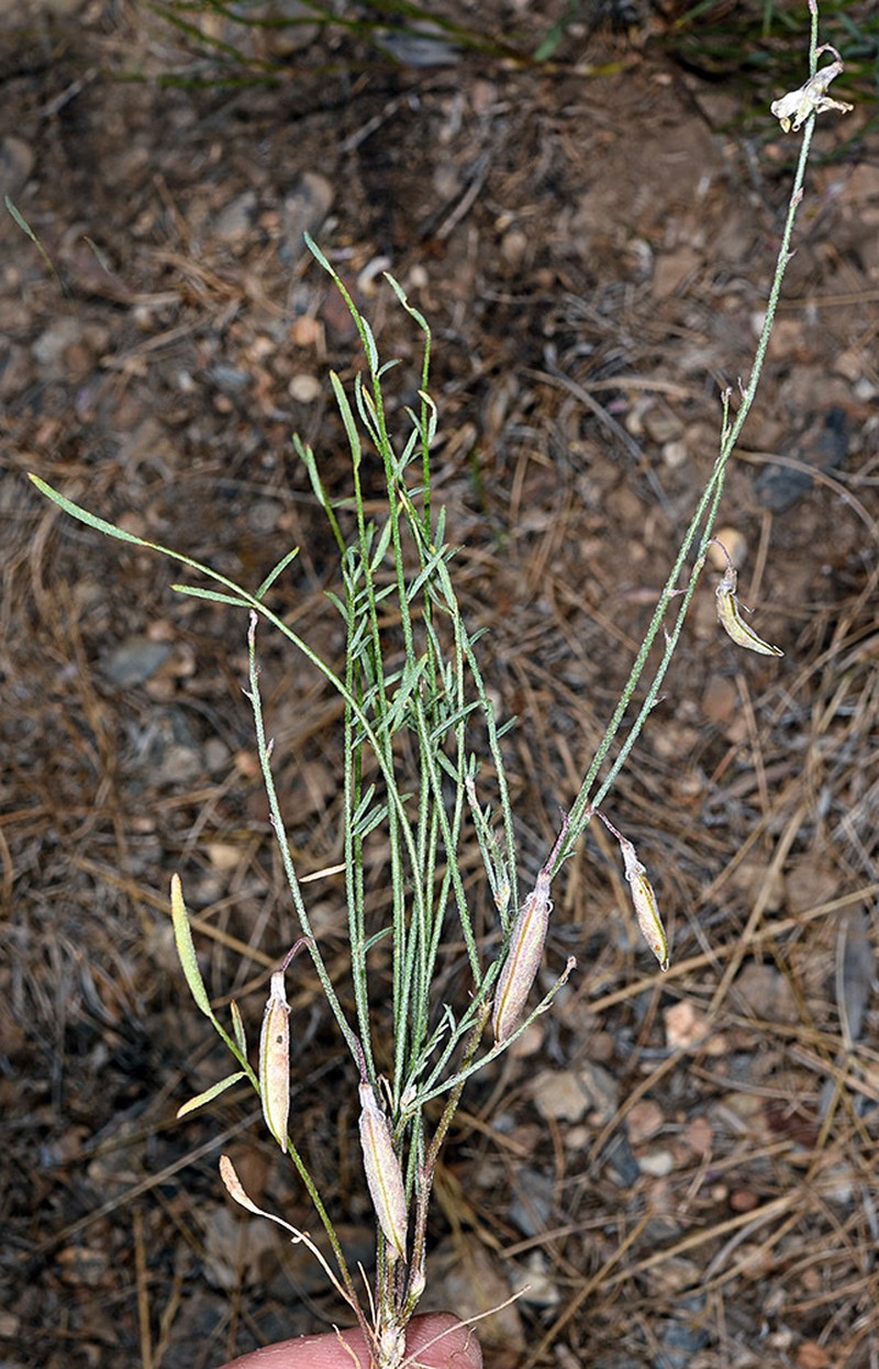 Mourning Milkvetch photo 4