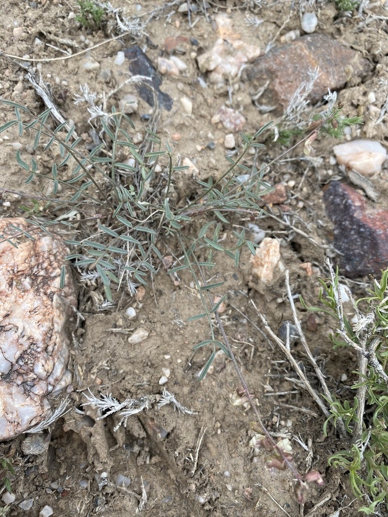 Mourning Milkvetch photo 5
