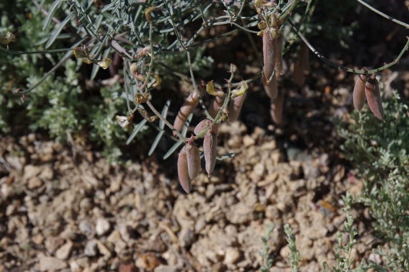 Mourning Milkvetch photo 6
