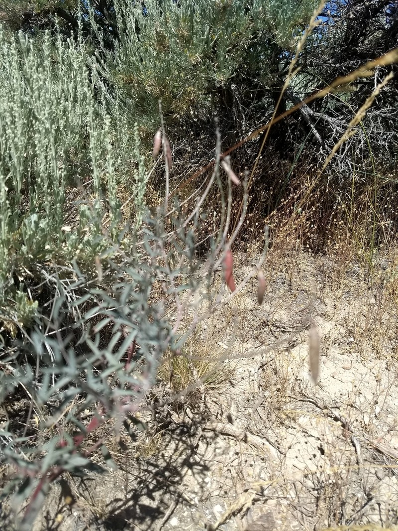 Mourning Milkvetch photo 7