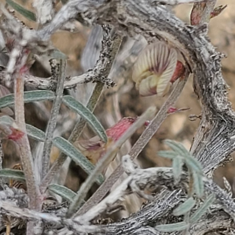 Mourning Milkvetch photo 8