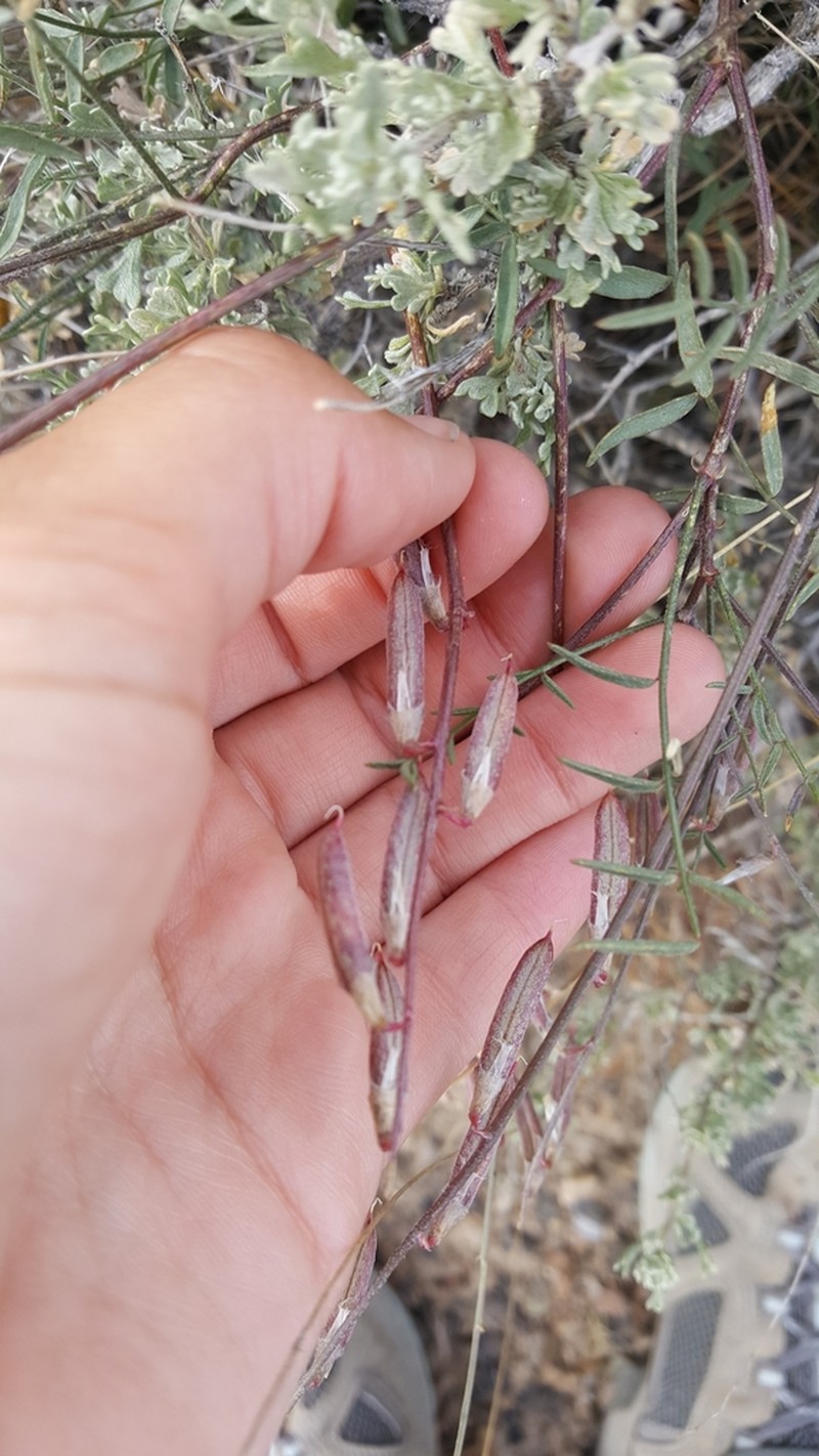 Mourning Milkvetch